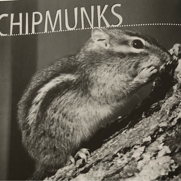 “Squirrel Wars: backyard wildlife battles and how to win them” illustrated book - Picture 7 of 12